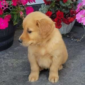 Cody, Golden Retriever Puppy