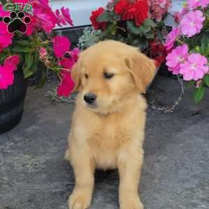 Cody, Golden Retriever Puppy