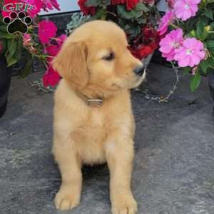 Cody, Golden Retriever Puppy
