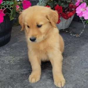 Cody, Golden Retriever Puppy