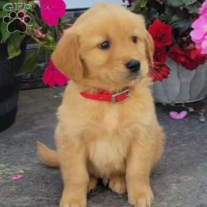 Carl, Golden Retriever Puppy