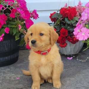 Carl, Golden Retriever Puppy