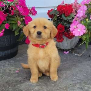 Carl, Golden Retriever Puppy