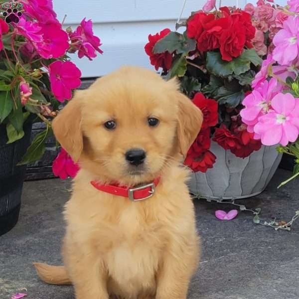 Carl, Golden Retriever Puppy