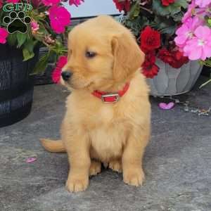 Carl, Golden Retriever Puppy