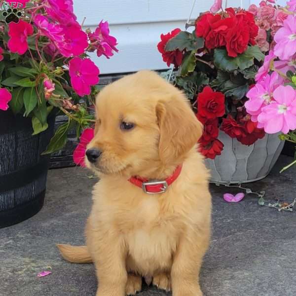 Carl, Golden Retriever Puppy