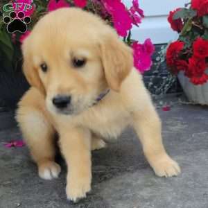 Casper, Golden Retriever Puppy