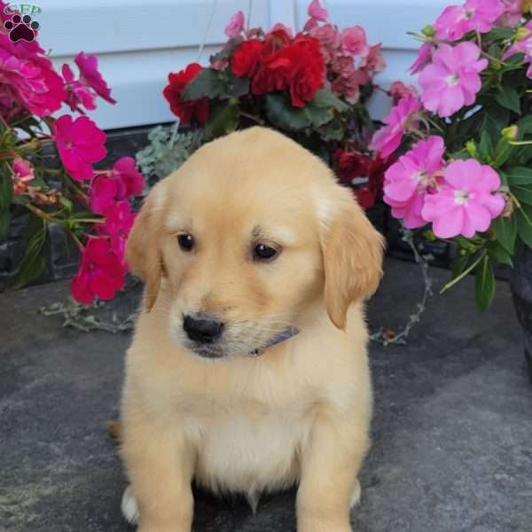 Casper, Golden Retriever Puppy