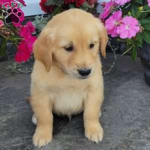 Casper, Golden Retriever Puppy