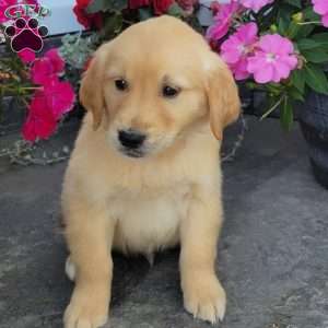 Casper, Golden Retriever Puppy