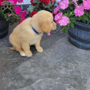 Casper, Golden Retriever Puppy