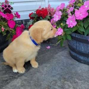 Casper, Golden Retriever Puppy