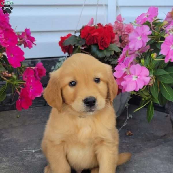 Cash, Golden Retriever Puppy