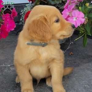 Cash, Golden Retriever Puppy