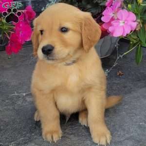 Cash, Golden Retriever Puppy