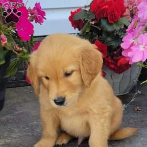 Cash, Golden Retriever Puppy