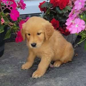 Cash, Golden Retriever Puppy