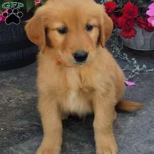 Cory, Golden Retriever Puppy