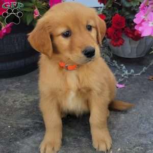 Cory, Golden Retriever Puppy
