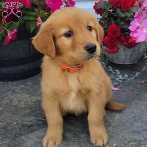 Cory, Golden Retriever Puppy