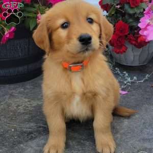Cory, Golden Retriever Puppy