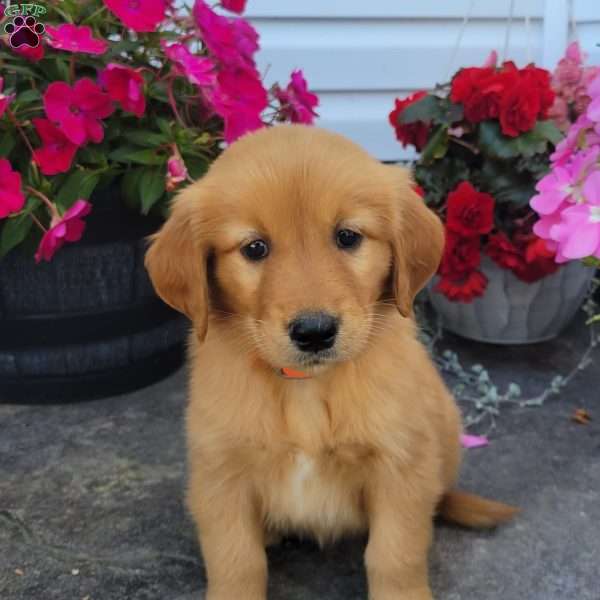 Cory, Golden Retriever Puppy