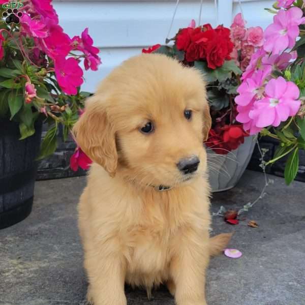 Caleb, Golden Retriever Puppy