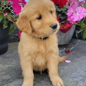Caleb, Golden Retriever Puppy