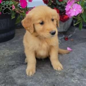 Caleb, Golden Retriever Puppy