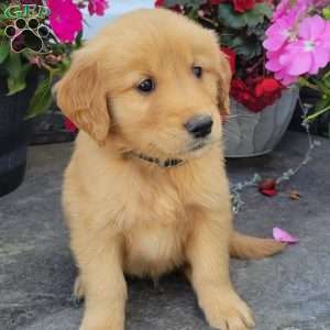 Caleb, Golden Retriever Puppy