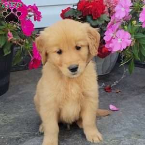 Caleb, Golden Retriever Puppy