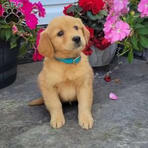 Candy, Golden Retriever Puppy