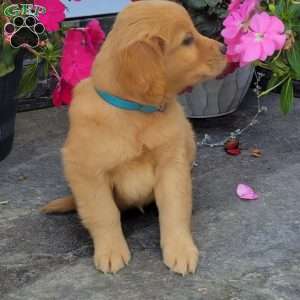 Candy, Golden Retriever Puppy