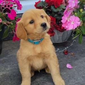 Candy, Golden Retriever Puppy