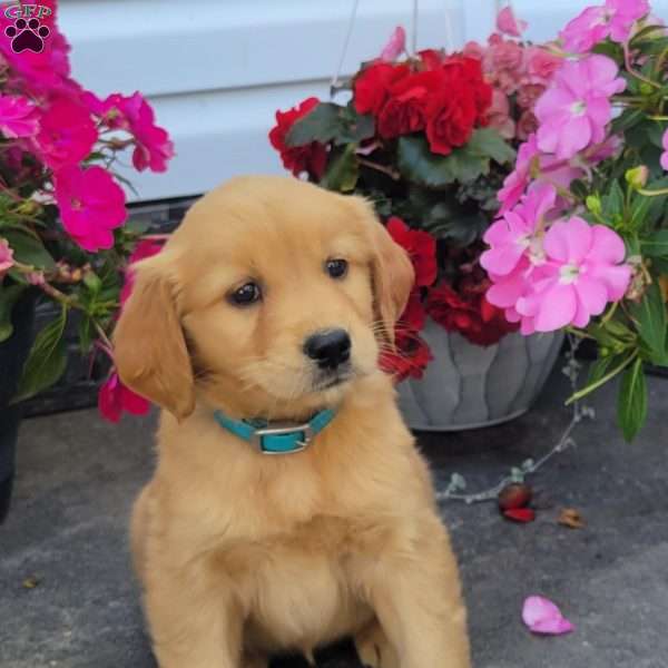 Candy, Golden Retriever Puppy