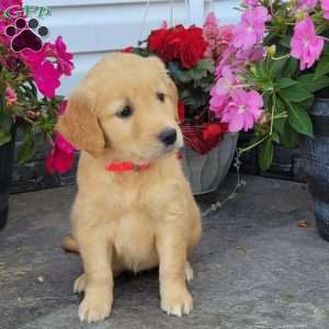 Carmel, Golden Retriever Puppy
