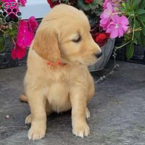 Carmel, Golden Retriever Puppy