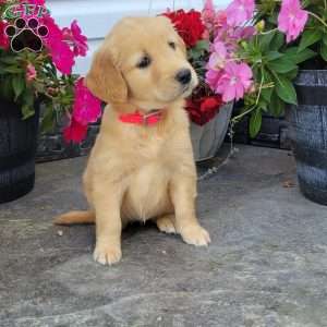 Carmel, Golden Retriever Puppy