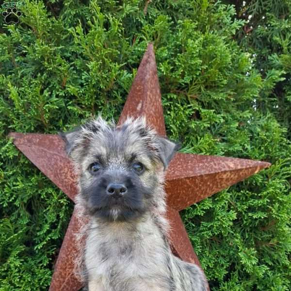 Asher, Cairn Terrier Puppy