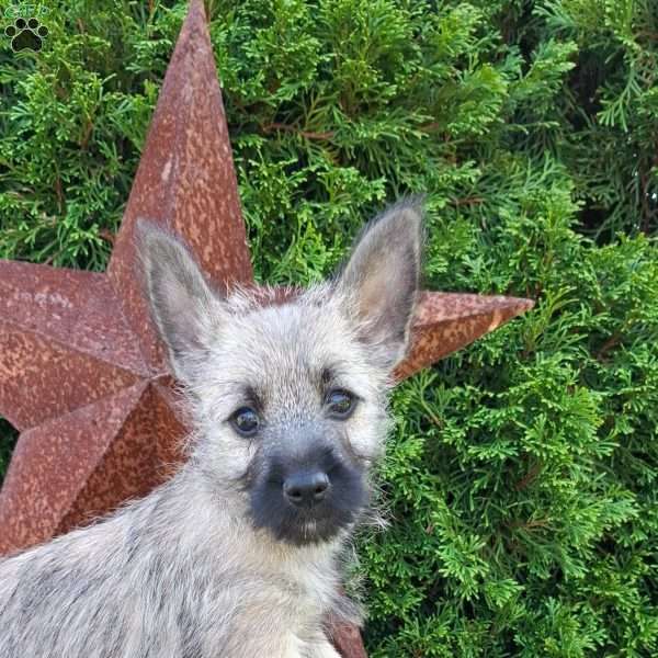 Arnold, Cairn Terrier Puppy