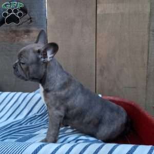 Bailey, Frenchton Puppy