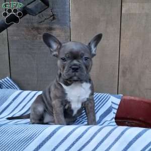 Bailey, Frenchton Puppy