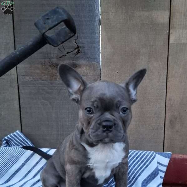 Bailey, Frenchton Puppy
