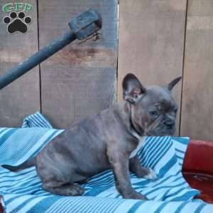 Bailey, Frenchton Puppy