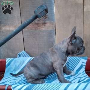 Bailey, Frenchton Puppy