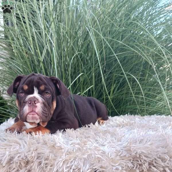 Spunky, English Bulldog Puppy