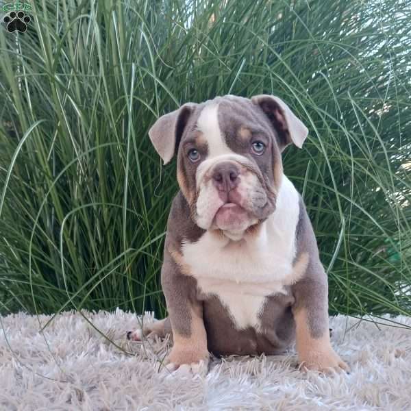 Sparky, English Bulldog Puppy