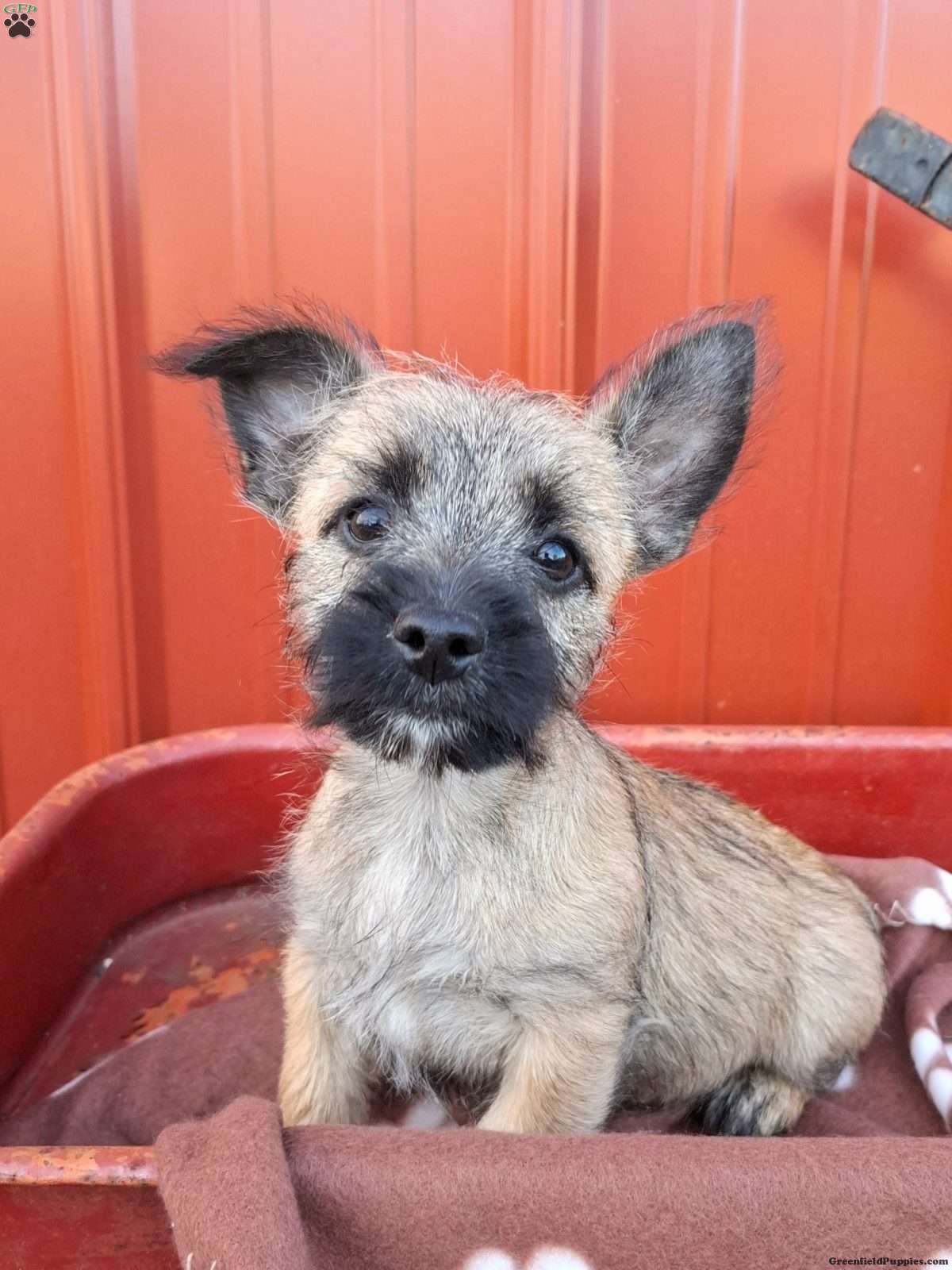 Archie