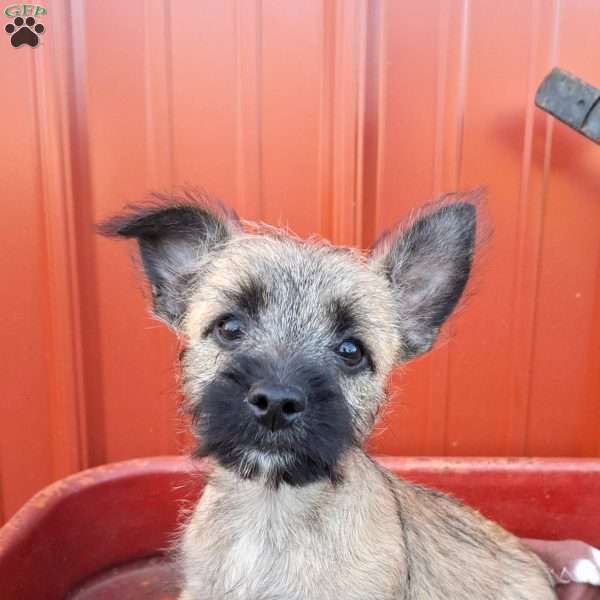 Archie, Cairn Terrier Puppy