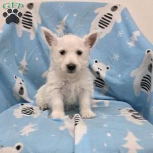 Parker, West Highland Terrier Puppy